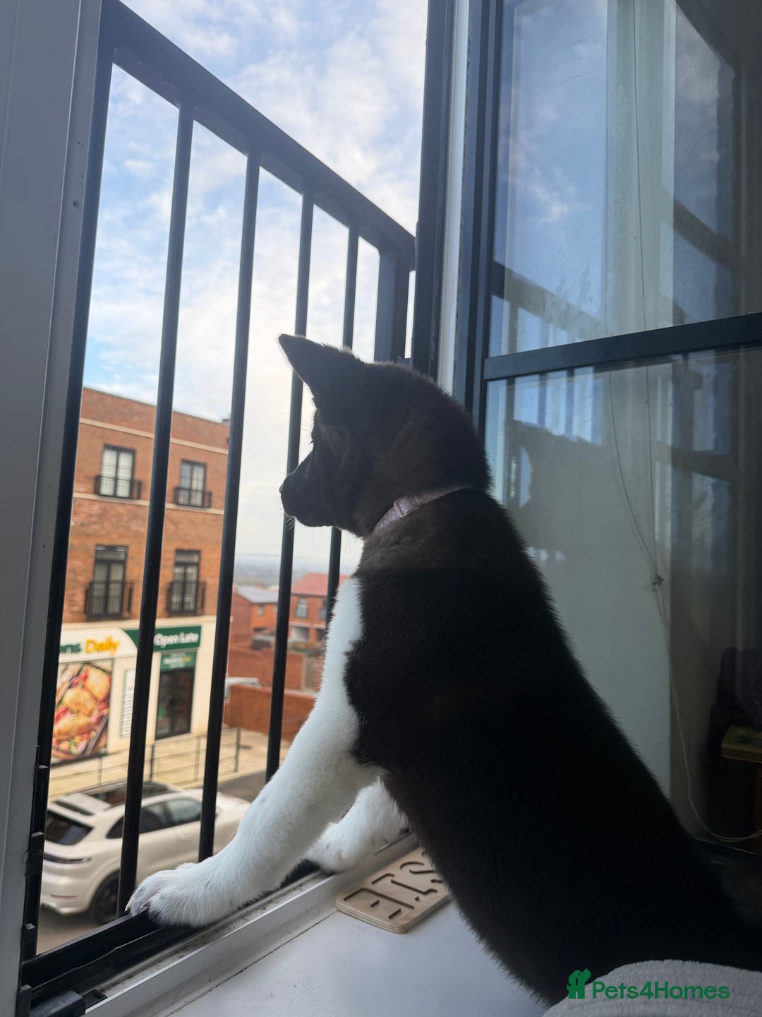 Akita dogs for sale: Japanese Akita  - Advert 7