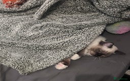 Ragdoll cats for sale: Ragdoll Kitten - Image 3