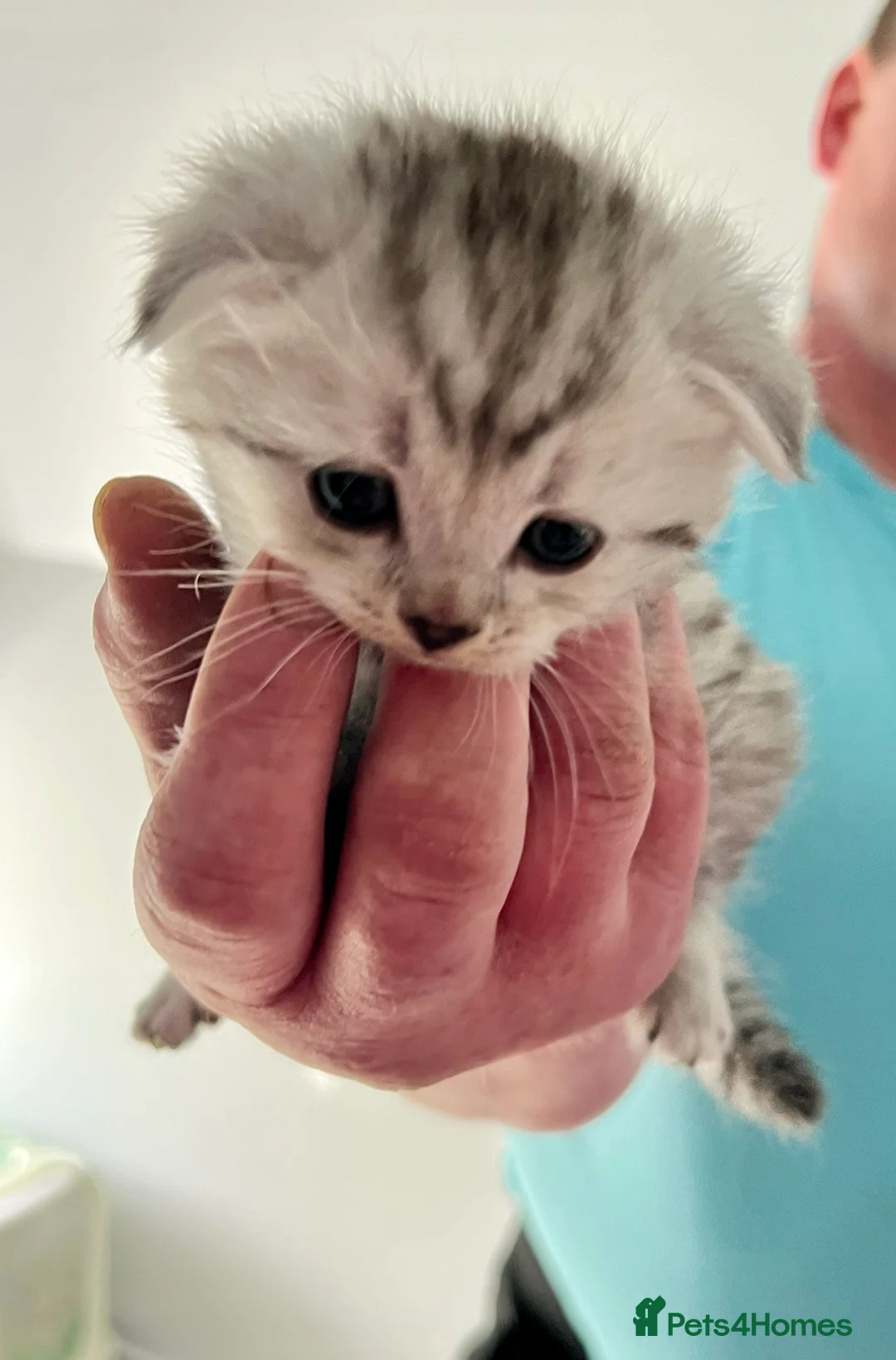 Scottish Fold cats for sale: Stunning Scottish Fold Kittens Available  - Advert 2