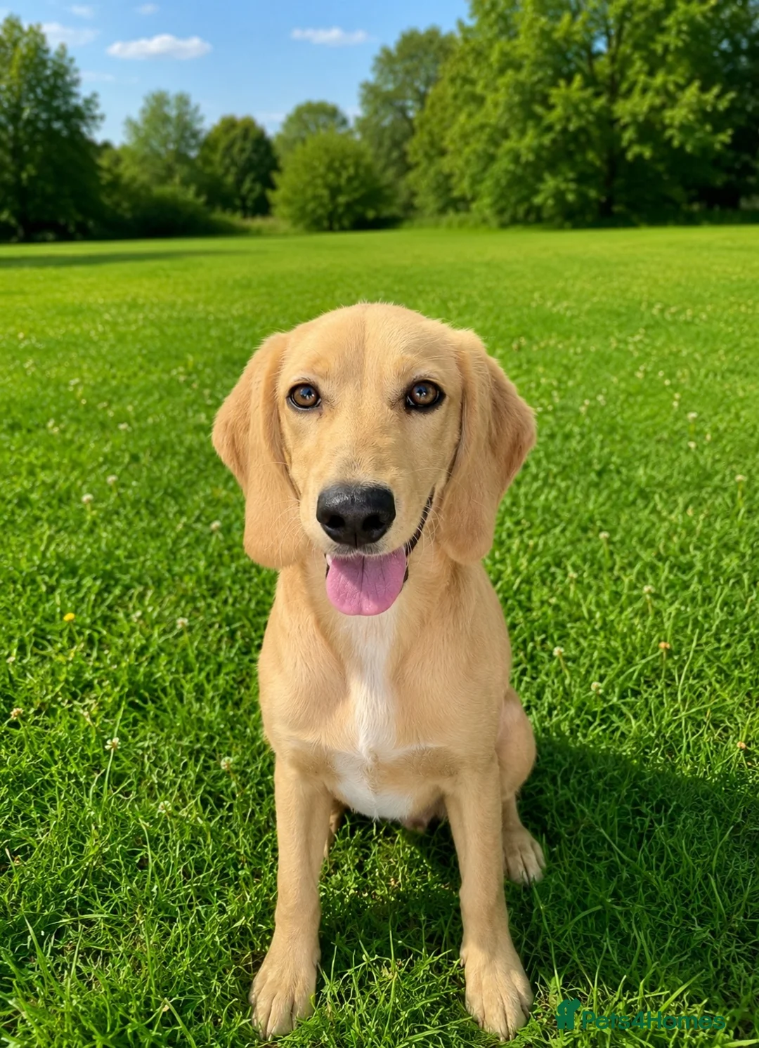 Mixed Breed dogs for adoption: ROSIE BEAUTIFUL PUPPY LOOKING FOR HER FOREVER HOME in Maidstone - Advert 1