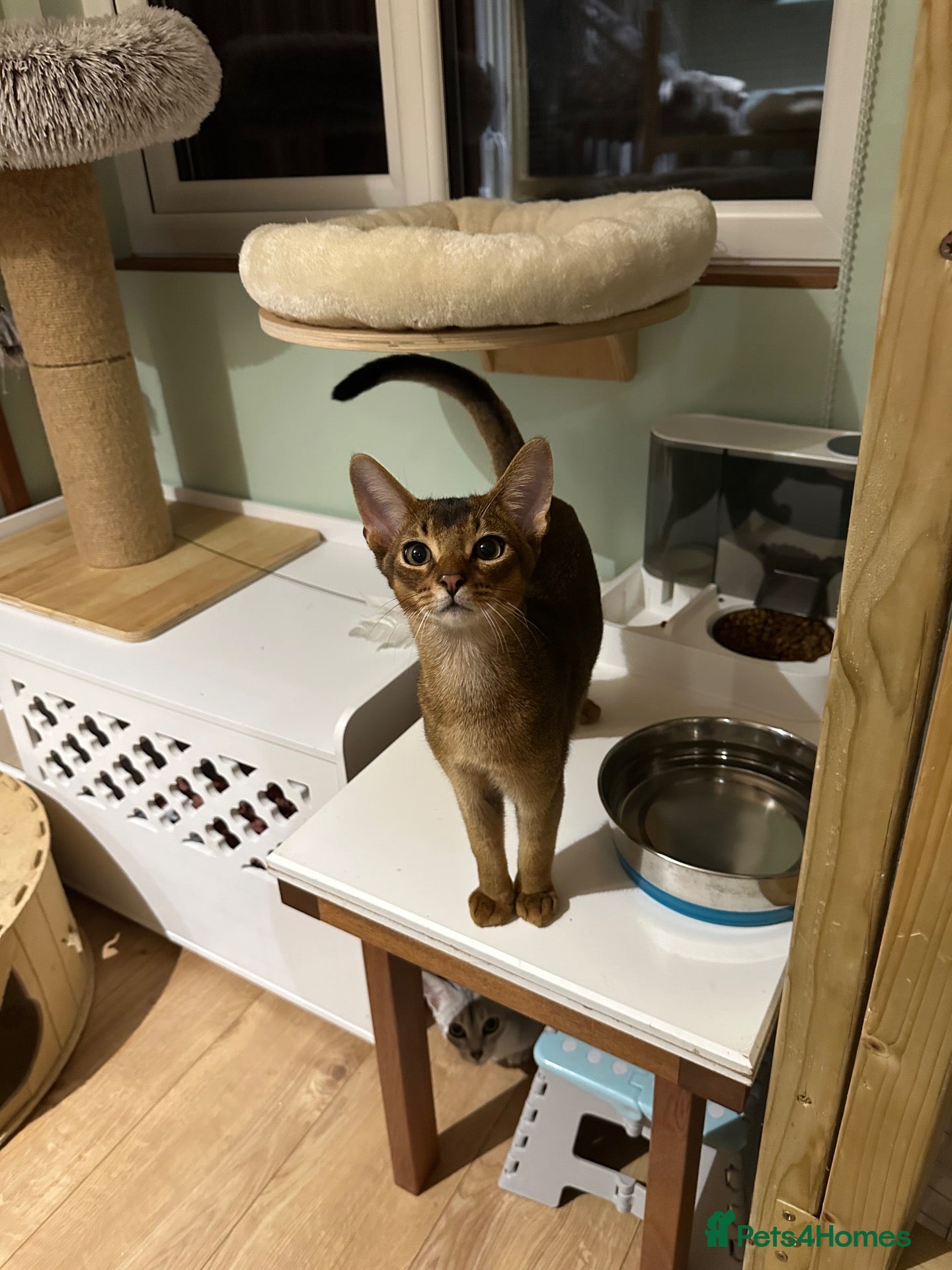 Abyssinian cats Last one boy ready to go🌟 - Advert 11