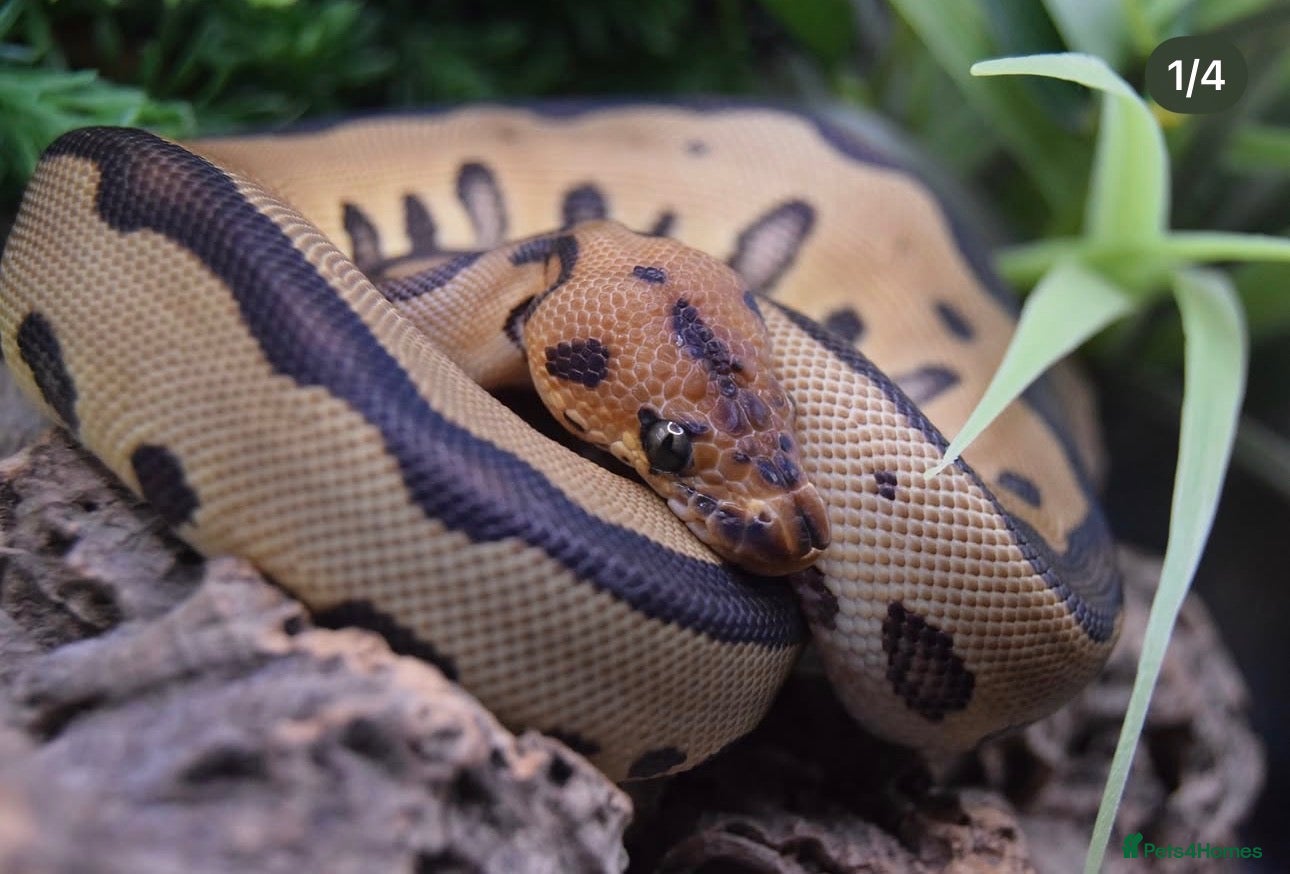 Python Snake reptiles Breeding pair of ball pythons  - Advert 10