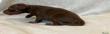 Dobermann Puppy 7