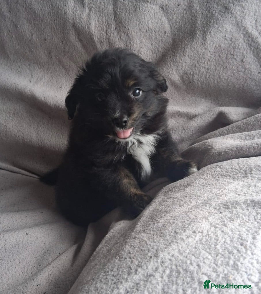 Mixed Breed dogs Beautiful Cavapoo x babies  - Advert 1