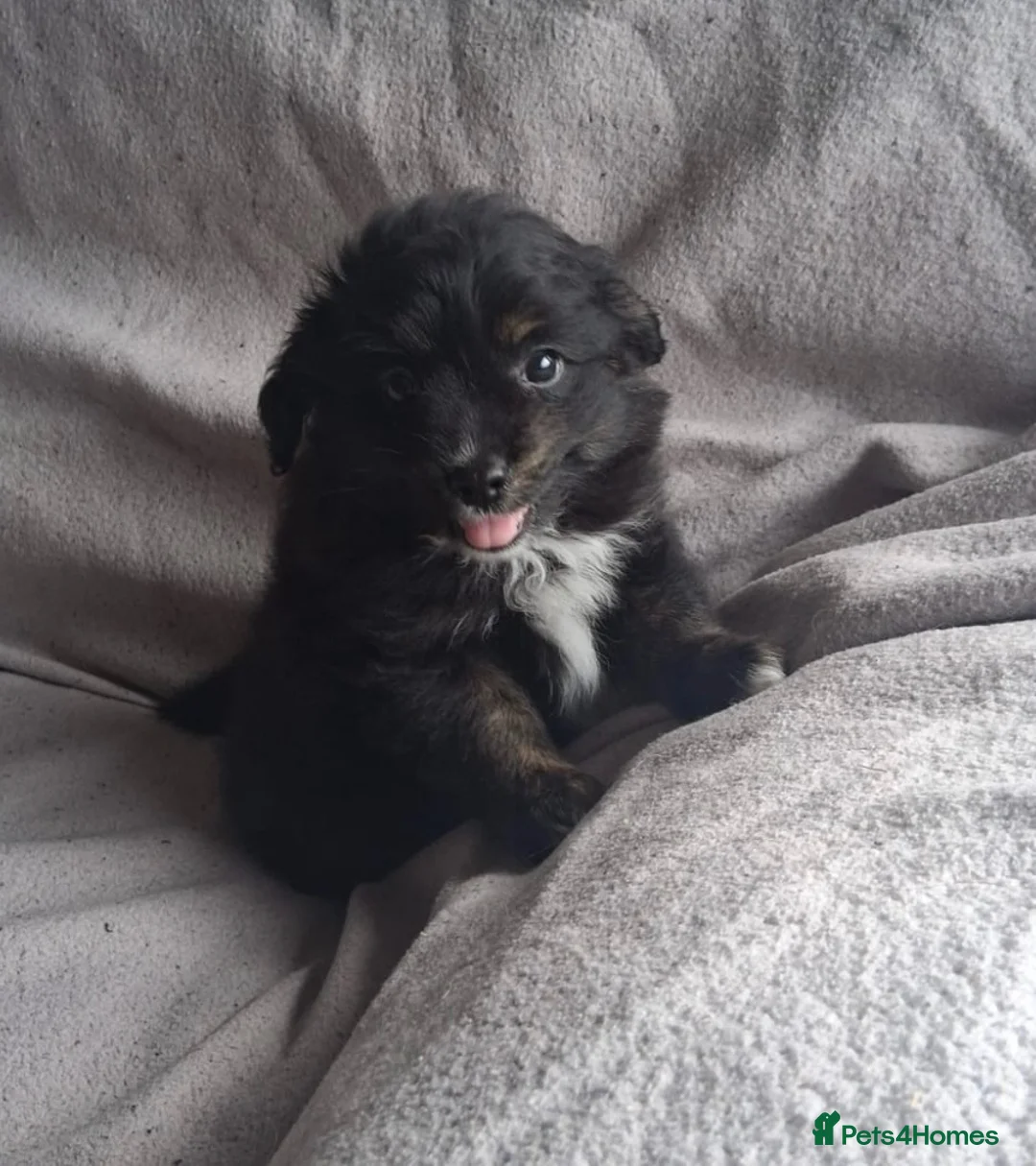 Mixed Breed dogs for sale: Beautiful Cavapoo x babies  - Advert 1