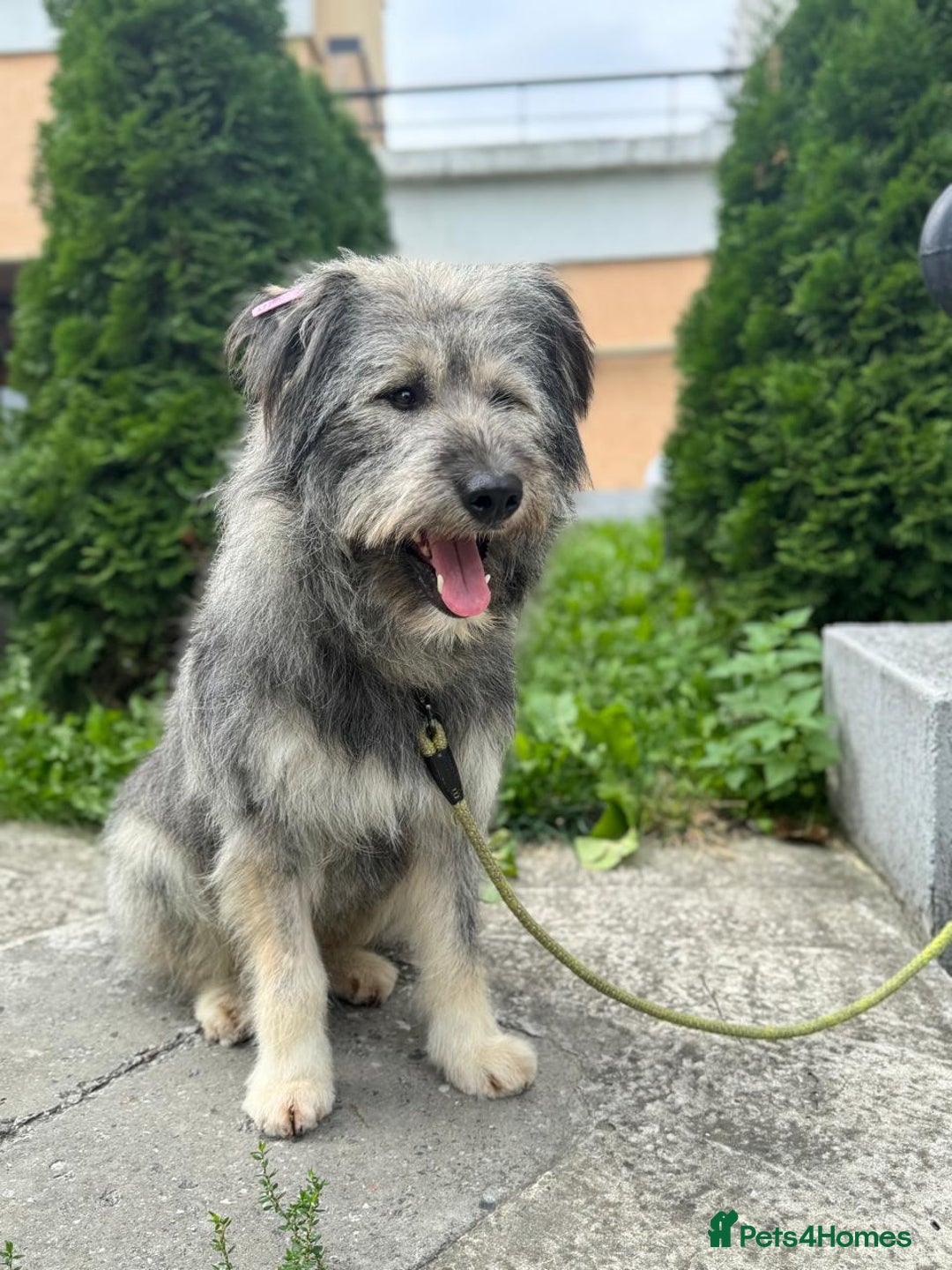 Mixed Breed dogs for adoption: 💙🐶 TEDDI - A Soft 1 year old boy💙🐶  - Advert 1