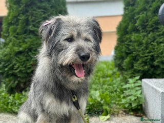 Mixed Breed dogs ๐๐ถ TEDDI - A Soft 1 year old boy๐๐ถ - Advert 2