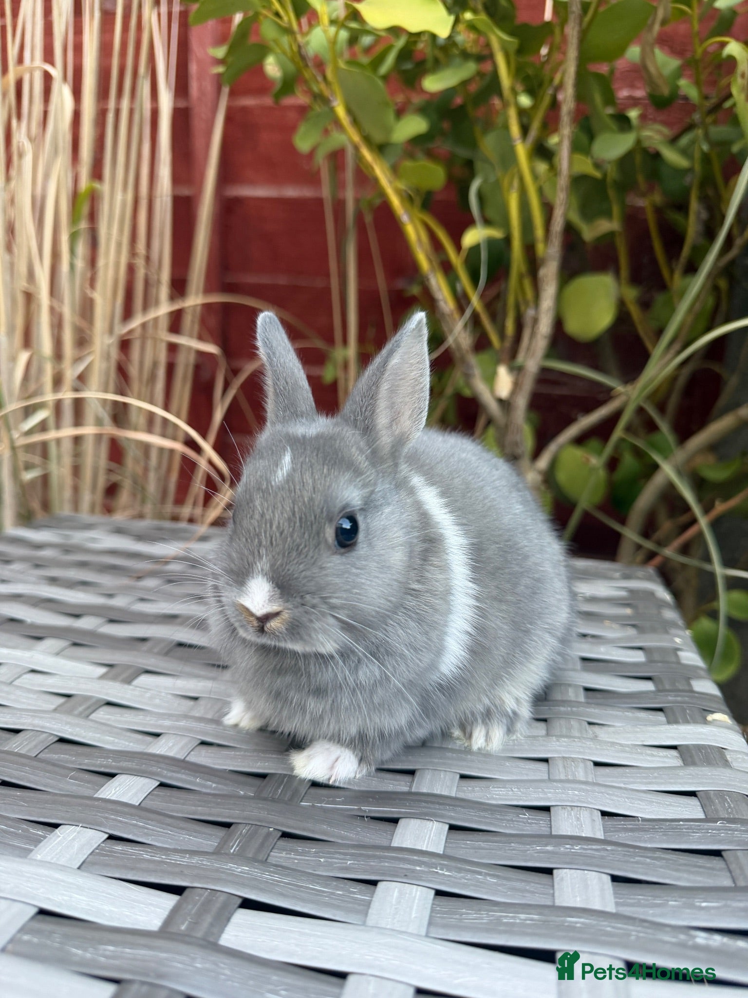 Netherland Dwarf rabbits Last bunny available Purebred Netherland Dwarf - Advert 2