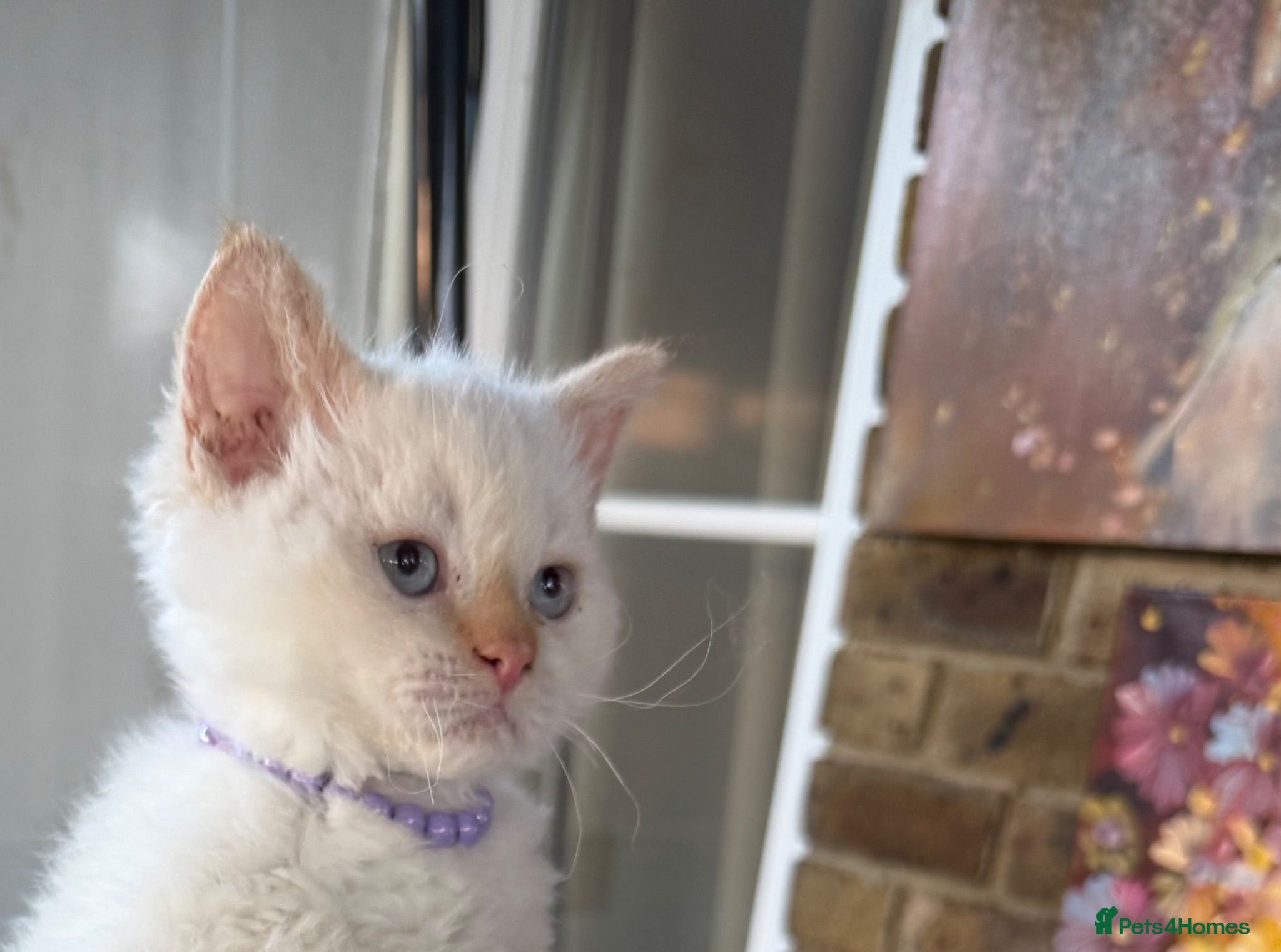Selkirk Rex cats Selkirk rex kittens ONE KITTEN LEFT! - Advert 3
