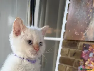Selkirk Rex cats Selkirk rex kittens ONE KITTEN LEFT! - Advert 3