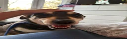 Mixed Breed dogs for adoption: Phillip Norwich Norfolk  - Advert 6