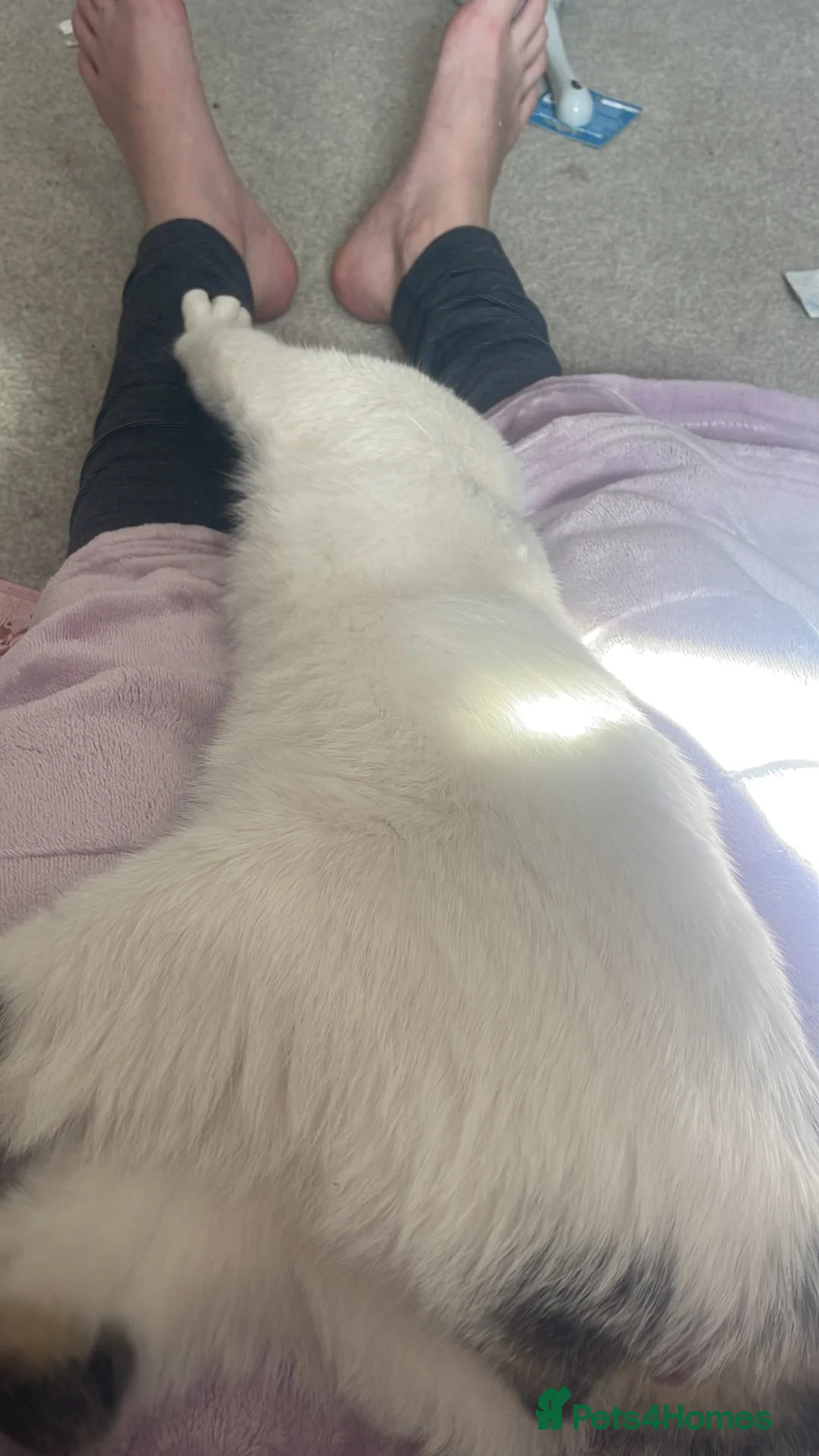 Mixed Breed cats for sale: WHITE 3 month old kittens  in Hemel Hempstead - Advert 1
