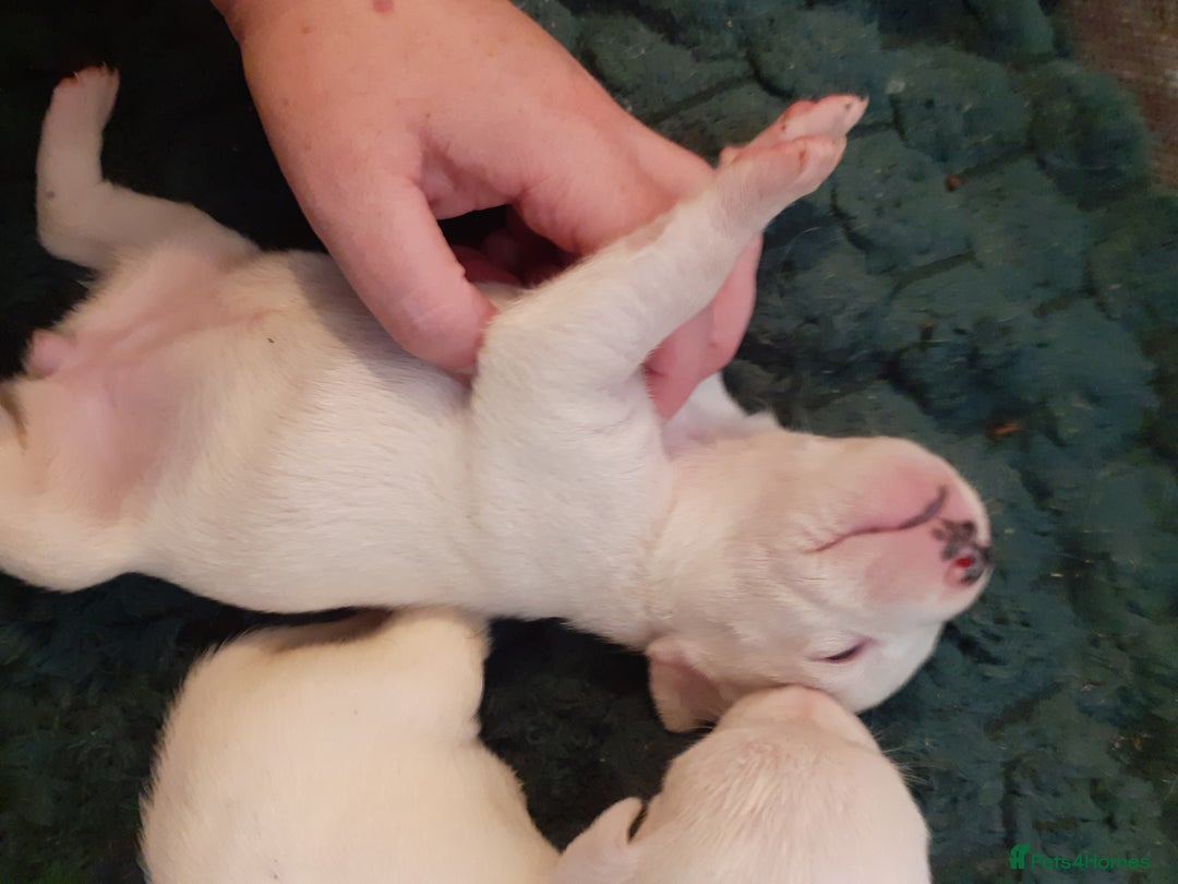 Mixed Breed dogs for sale: American Bulldog puppies - Image 4