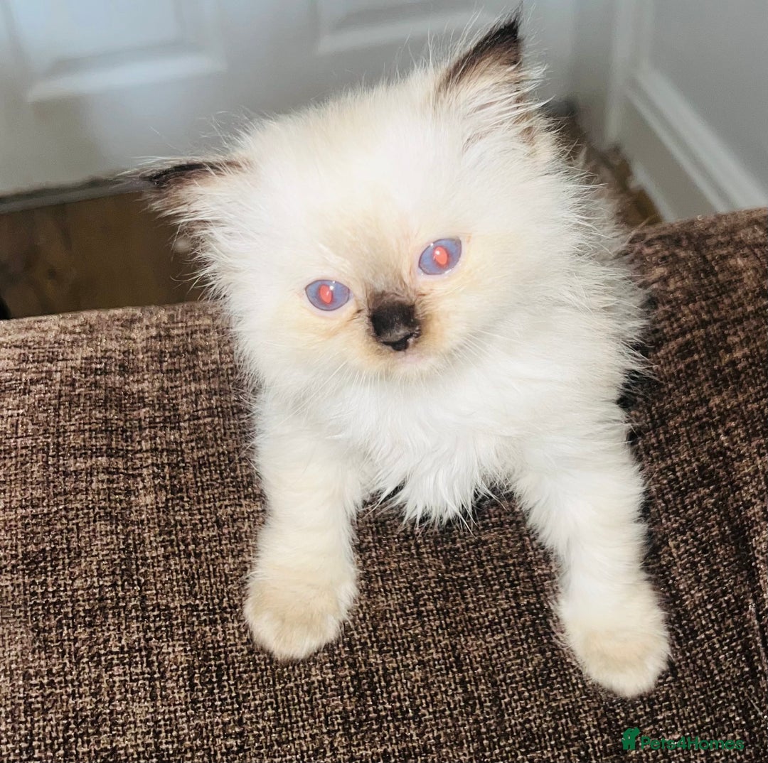 Ragdoll cats for sale: Adorable female ragdolls for sale - Image 5