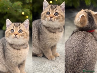 British Shorthair cats British shorthair Golden kittens TICA - Advert 14
