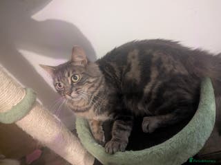 Mixed Breed cats Beautiful mix breed kittens - Advert 1