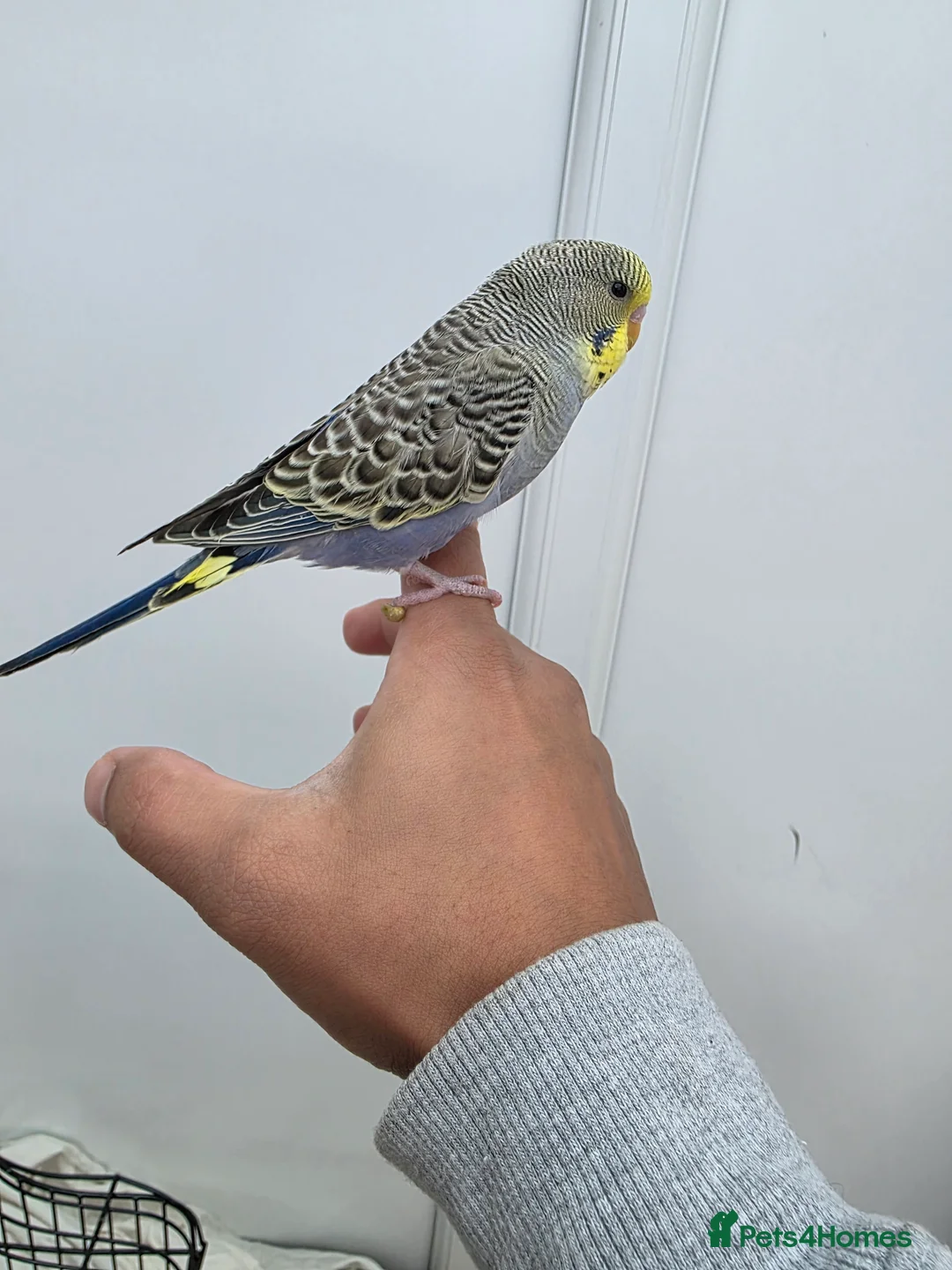 Budgerigars birds for sale: Beautiful hand tamed baby budgies for sale  - Advert 9