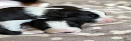 Border Collie dogs for sale: Beautiful border collie puppies - Advert 3