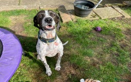 Mixed Breed dogs for adoption: Roxie – A Gentle Soul Ready for Her Forever Home - Image 13