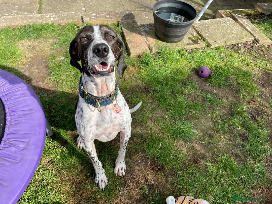 Mixed Breed dogs for adoption: Roxie – A Gentle Soul Ready for Her Forever Home - Image 13
