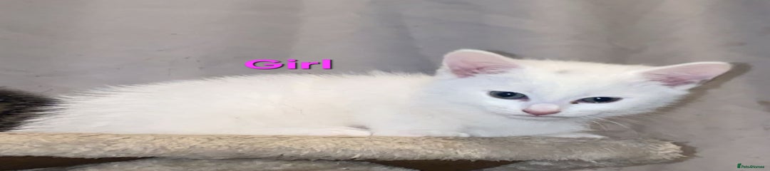 British Shorthair Kitten 3