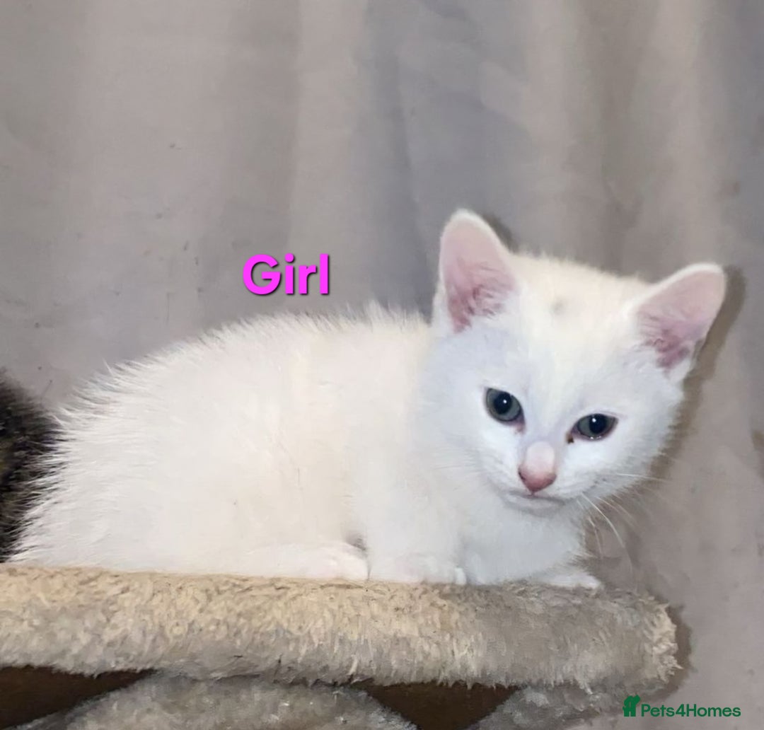 British Shorthair cats for sale: Kittens looking for forever homes  - Advert 4