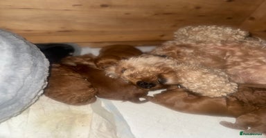 Cockapoo dogs - Advert 5