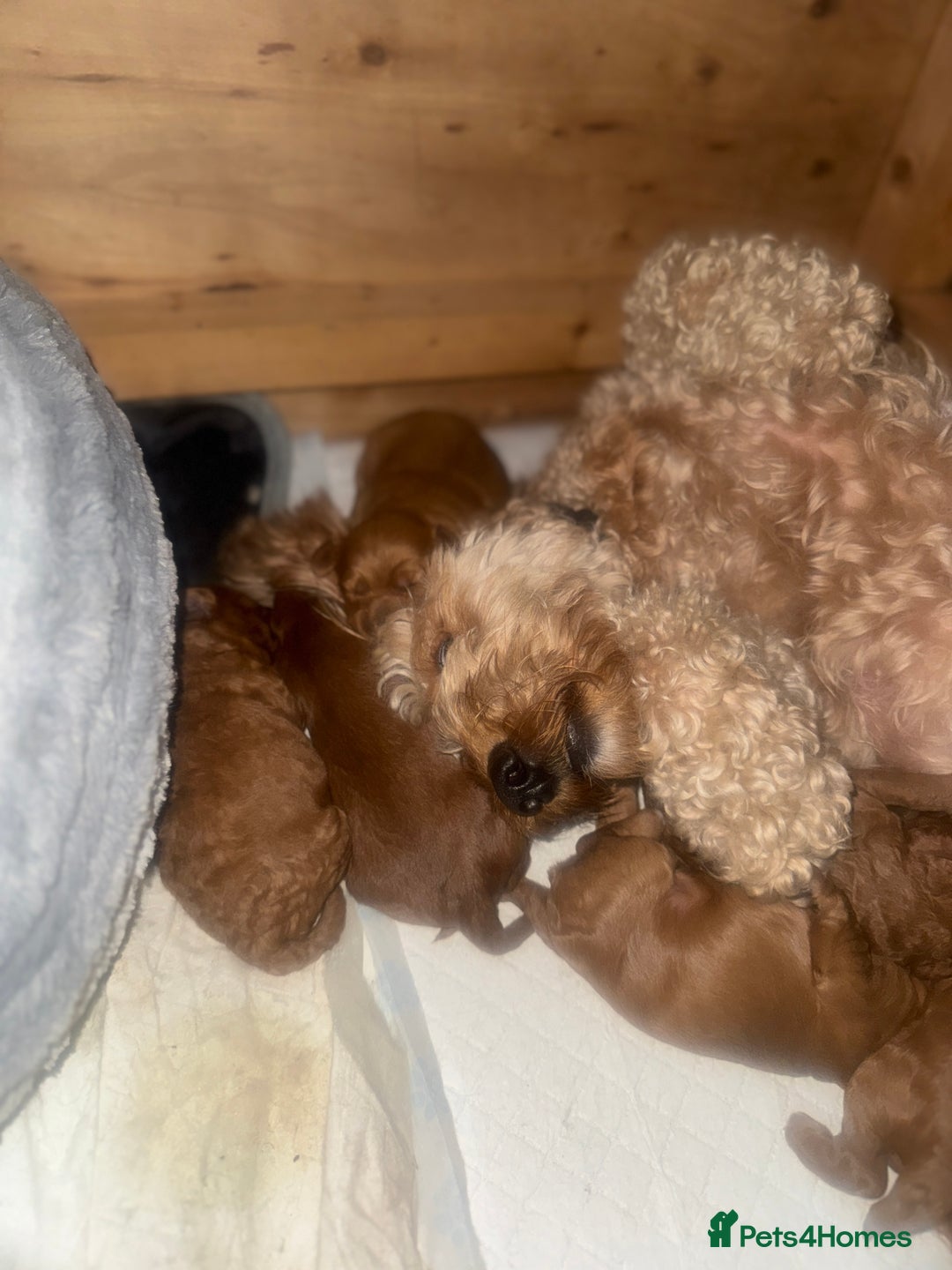 Cockapoo dogs for sale: F1 Cockapoo puppies  - Image 2