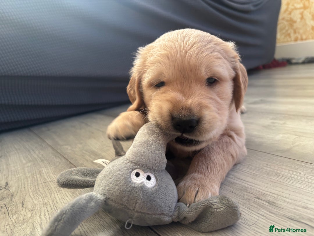 Golden Retriever dogs for sale: KC registered golden retriever puppies - Advert 1