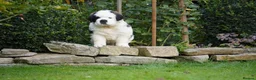 Saint Bernard dogs for sale: Outstanding St Bernard puppies for sale  - Advert 8