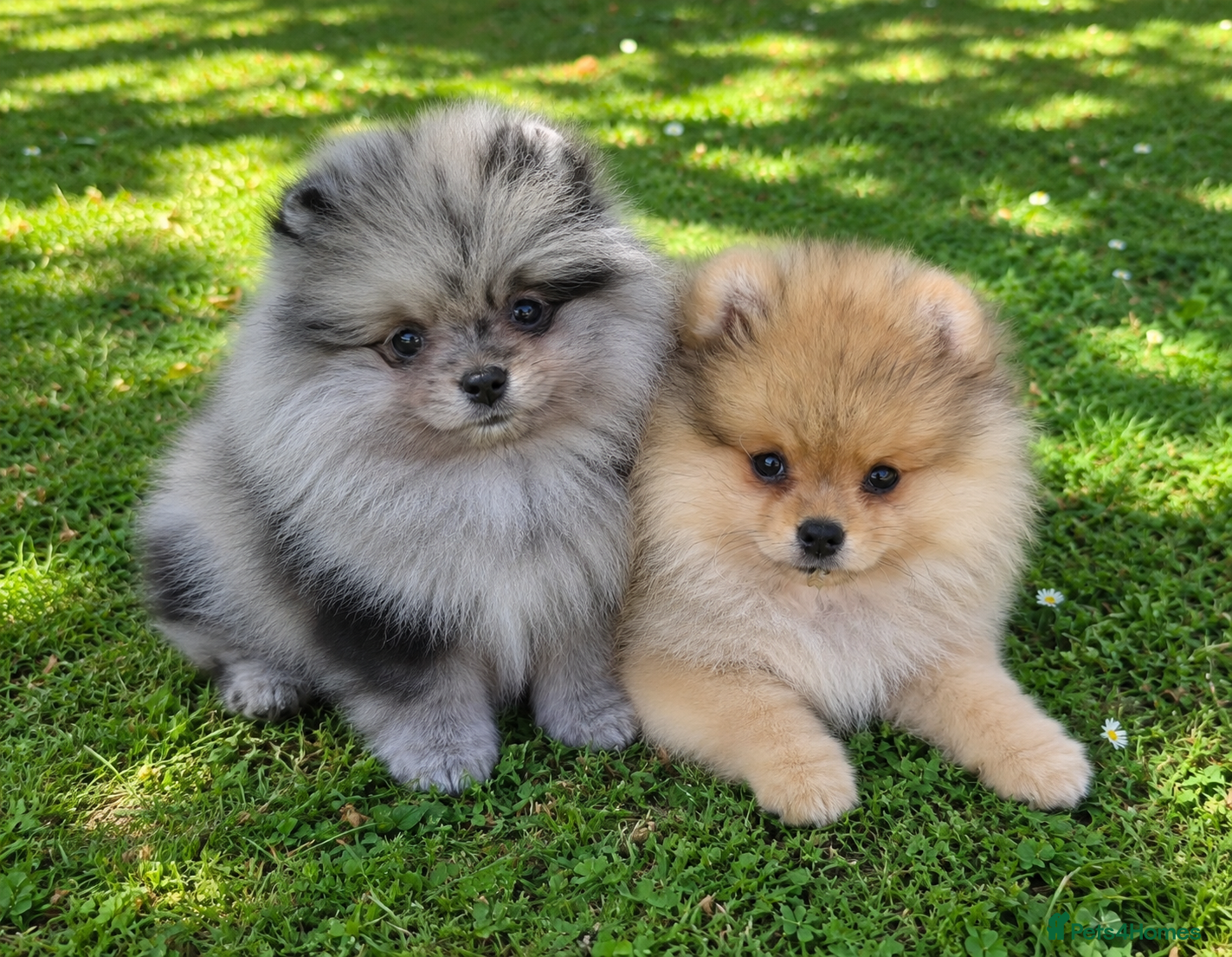 Pomeranian dogs Pomeranian puppies home raised  - Advert 1