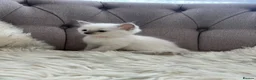 Ragdoll cats for sale: Ragdoll pure breed kittens!!! - Advert 20