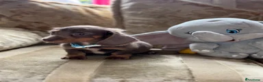 Miniature Dachshund 1