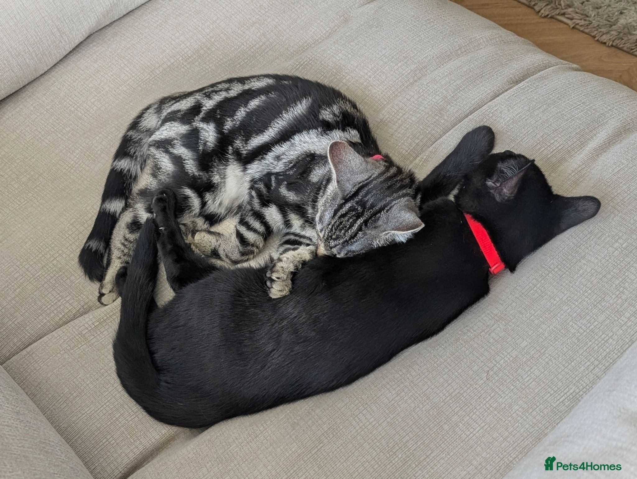 Mixed Breed cats Two sister kittens for sale - Advert 1