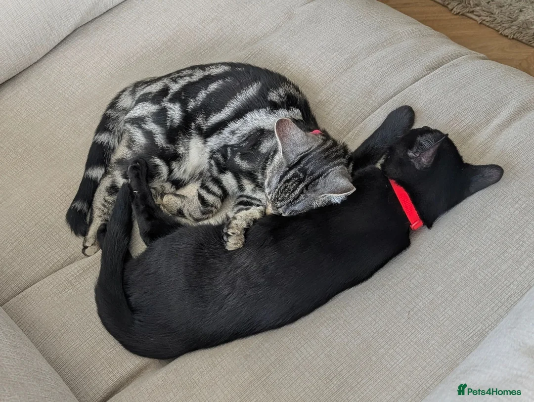 Mixed Breed cats for sale: Two sister kittens for sale in Middlesbrough - Advert 1