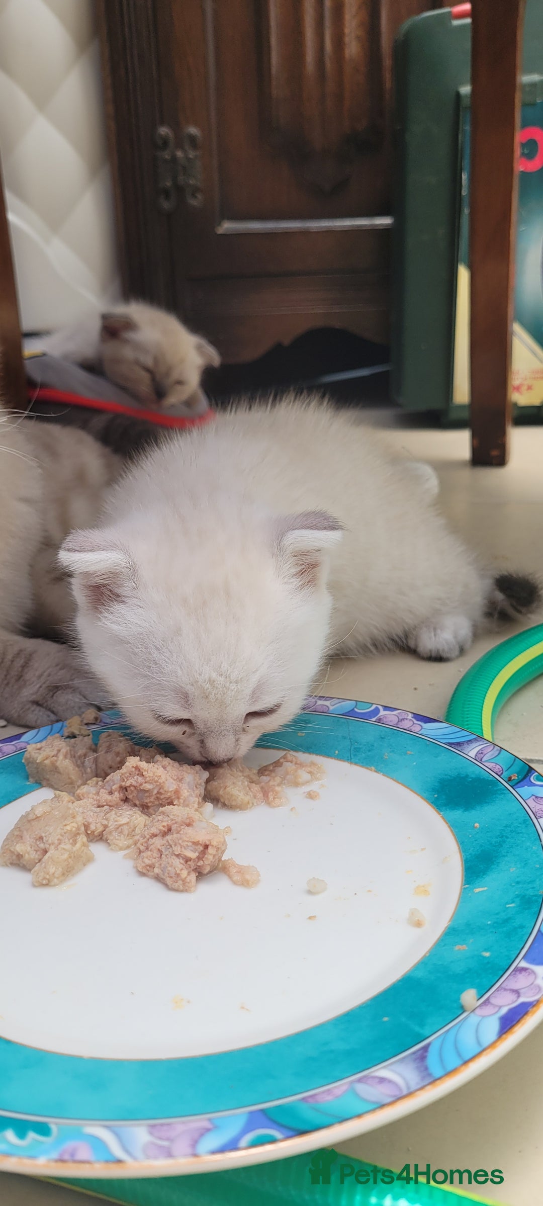 Scottish Fold cats for sale: Scottish fold kittens with blue eyes  - Image 23
