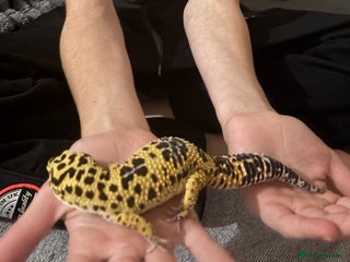 Gecko reptiles 🦎 Leopard Gecko - Advert 6
