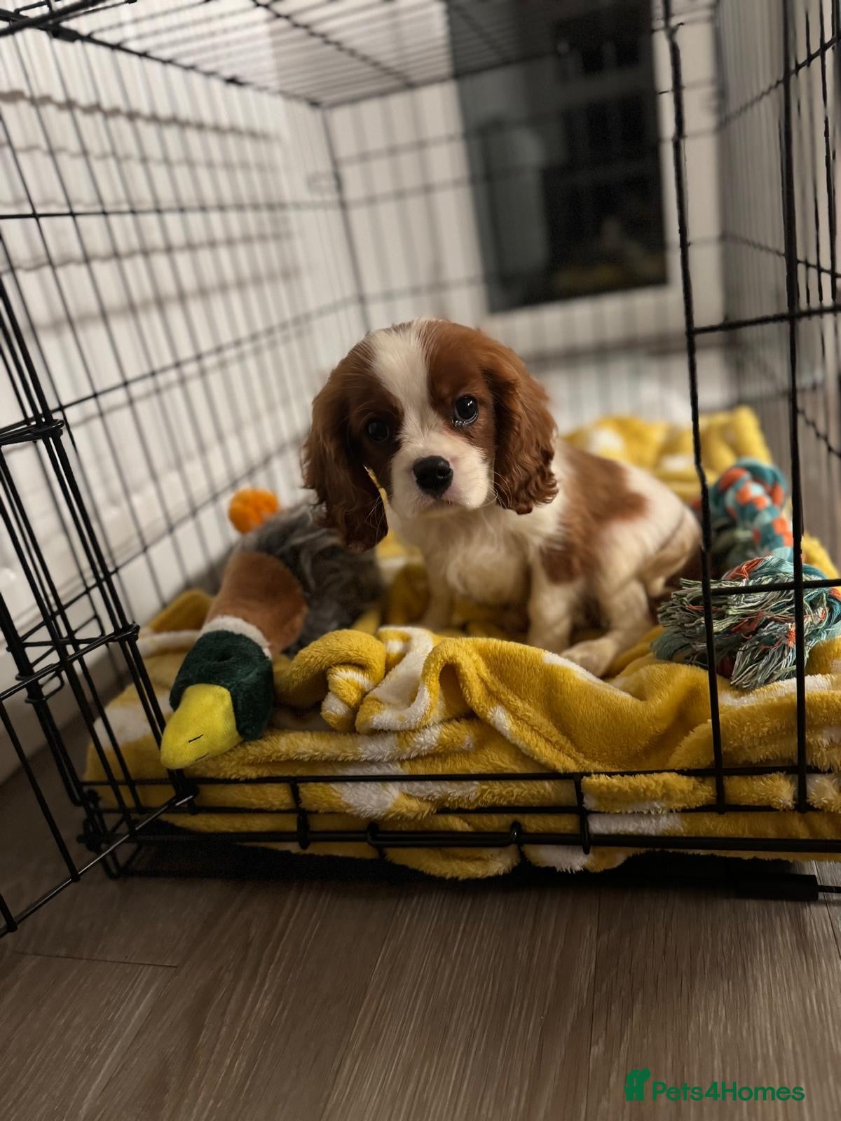 Cavalier King Charles Spaniel dogs King Charles cavalier  - Advert 13