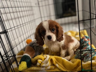 Cavalier King Charles Spaniel dogs King Charles cavalier - Advert 13