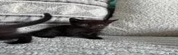 Mixed Breed cats for sale: Cute kitties  - Advert 3