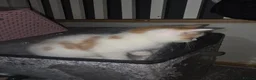 Ragdoll cats for sale: Half ragdoll - Advert 10