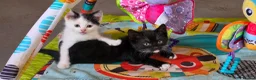 Mixed Breed cats for sale: Adorable Kittens Ready for their forever Homes - Advert 8