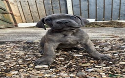 Cane Corso dogs for sale: Cane Corso puppies 9 week old 🫶❤️🫶 - Image 17