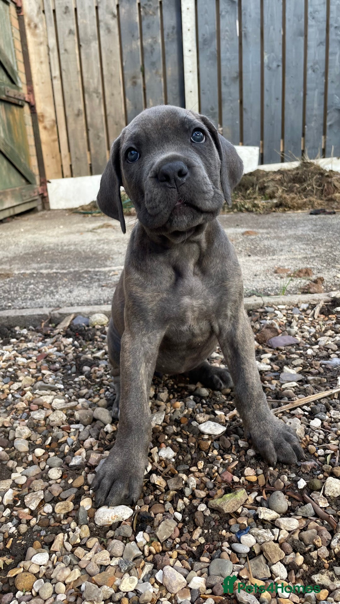 Cane Corso dogs for sale: Cane Corso puppies 9 week old 🫶❤️🫶 - Image 17