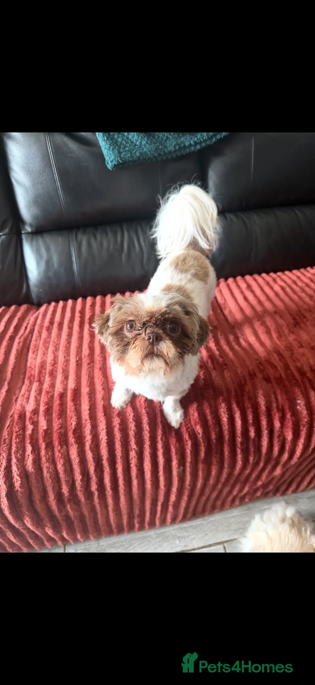 Shih Tzu dogs for sale: Tan and white Shih Tzu  - Advert 2
