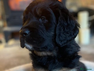 Bernese Mountain Dog dogs Beautiful Bernedoodle babies - Advert 1
