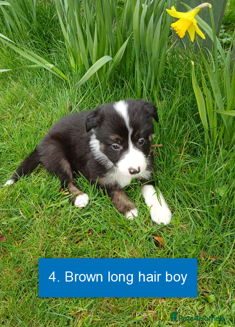 Border Collie dogs Pedigree tri-colour border collie puppies - Advert 2