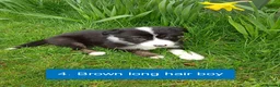 Border Collie dogs for sale: Pedigree tri-colour border collie puppies in Huntly - Advert 2