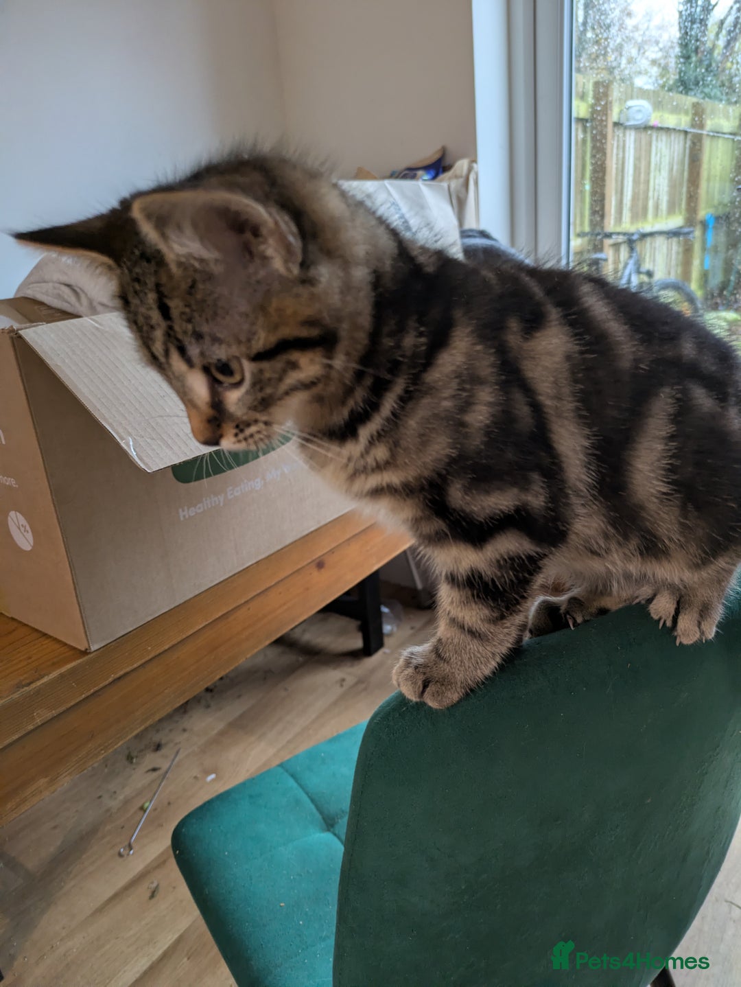Bengal cats for sale: Bengal x American Maine Coon - Ready To Go!  - Advert 13