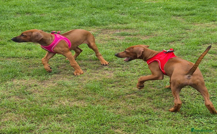 Rhodesian Ridgeback dogs - Advert 2